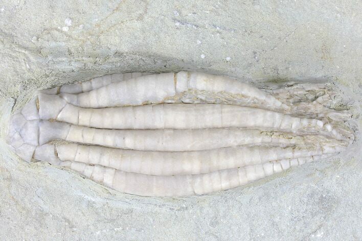 Crinoid (Scytalocrinus) Fossil - Crawfordsville, Indiana #99918